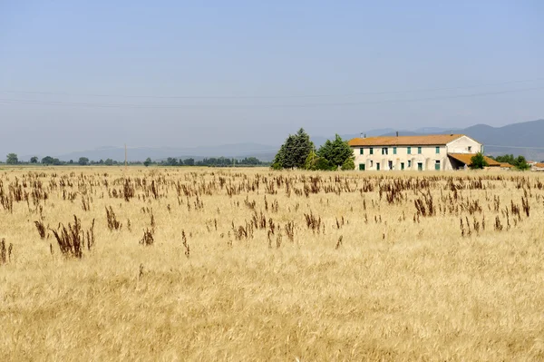 Paisagem em Maremma (Toscana ) — Fotografia de Stock