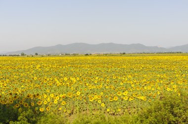 Maremma (Toskonya peyzaj)