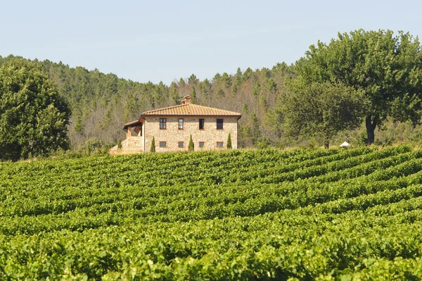 Vignoble en Maremme (Toscane ) — Photo