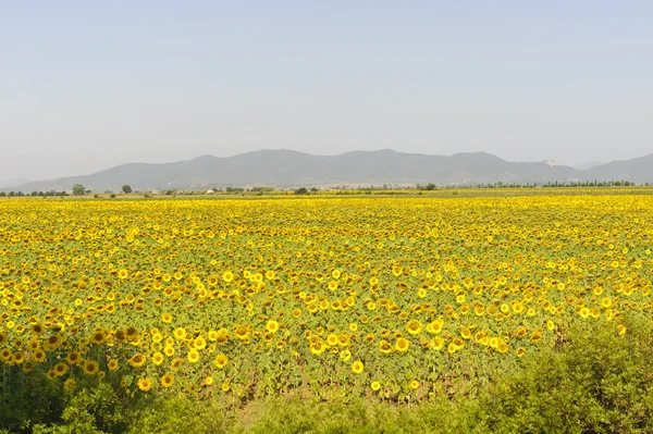 stock image Landscape in Maremma (Tuscany)