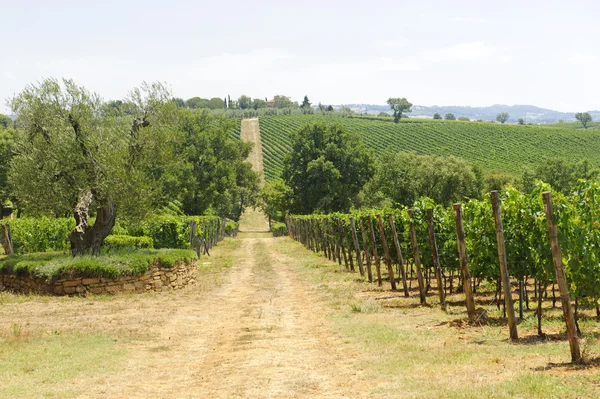 Maremma (Тоскана), виноградник — стоковое фото