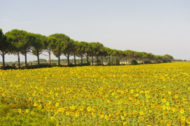 Maremma (Toskonya peyzaj)