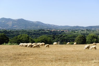 Koyunları maremma mera