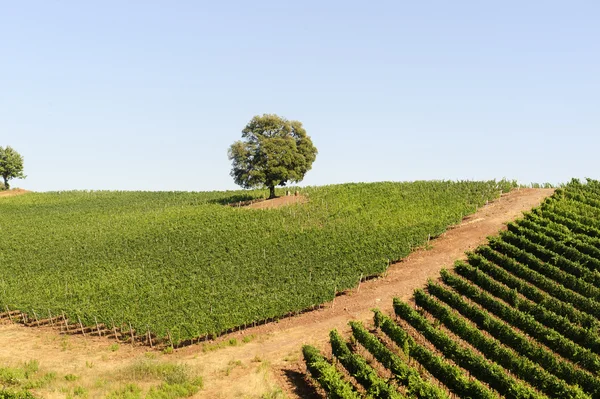 Winnica w Maremma (Toskania) — Zdjęcie stockowe