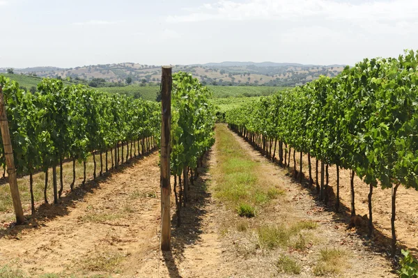Maremma (Tuscany), vineyard — Stock Photo, Image