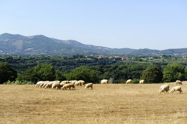 Fåren på bete i maremma — Stockfoto