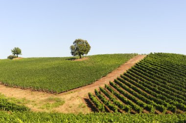 Maremma (Toskonya bağ)