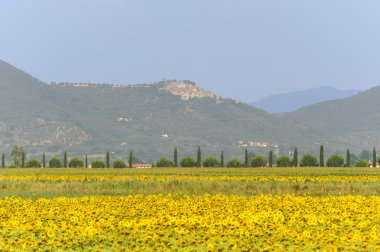 Maremma (Toskonya peyzaj)