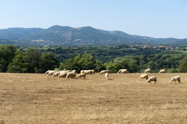 Koyunları maremma mera