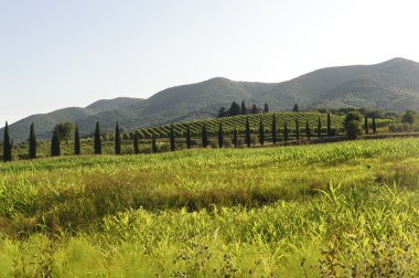 Maremma (Toskonya peyzaj)