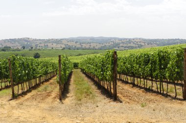 Maremma (Toskonya), üzüm bağı