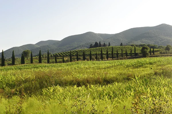 Landscape in Maremma (Tuscany) — Stock Photo, Image