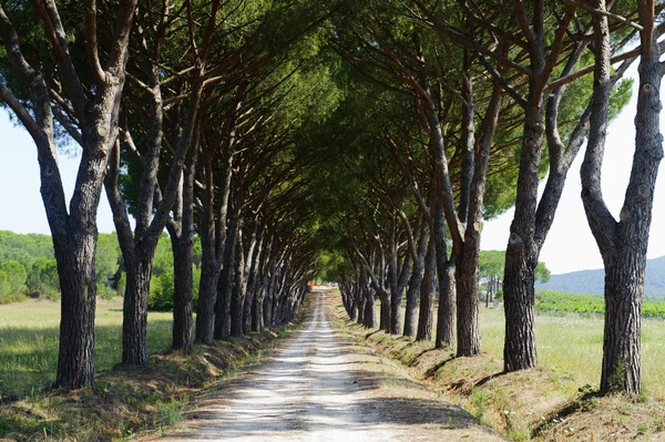 Маремма (Тоскана), дорога и сосны — стоковое фото