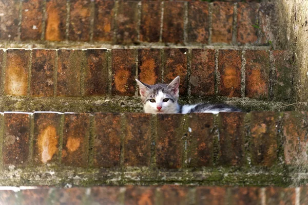 Sovana (Toscana), gato — Fotografia de Stock