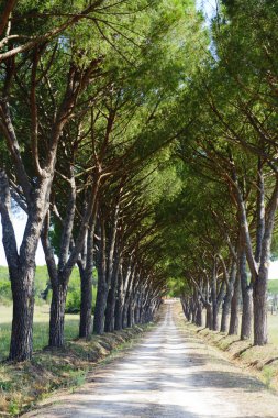 Maremma (Toskonya), yol ve çam ağaçları