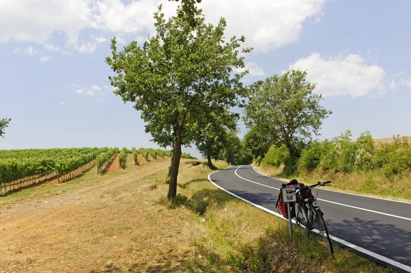 stock image Maremma (Tuscany), vineyard