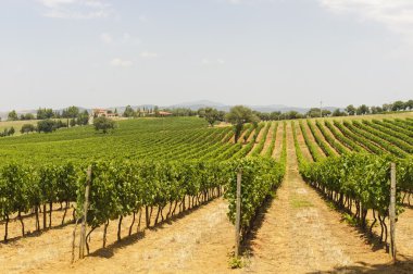 Maremma (Toskonya), üzüm bağı