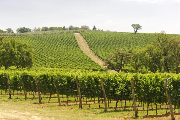 Maremma (Tuscany), vineyard — Stock Photo, Image