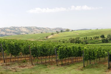 Maremma (Toskonya), üzüm bağı