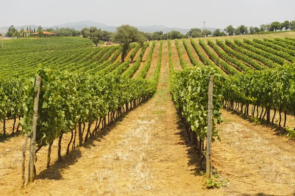 Maremma (Тоскана), виноградник — стоковое фото