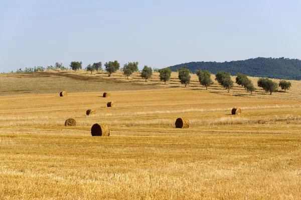 Пейзаж в Маремме (Тоскана) ) — стоковое фото