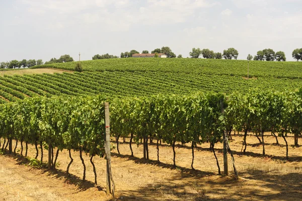 Maremma (Toscana), vinha — Fotografia de Stock
