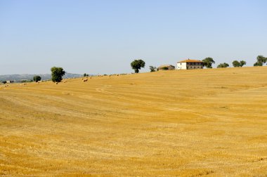 Lazio (İtalya yaz manzara)