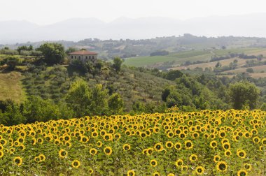 Landscape in Umbria near Todi clipart