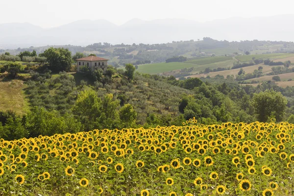 Landschap in Umbrië in de buurt van todi — Stockfoto