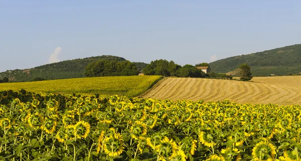 Landschap in Umbrië in de buurt van todi — Stockfoto