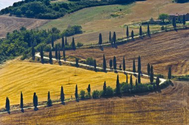 Famous winding road in Val d'Orcia clipart