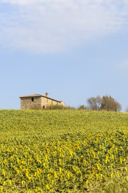 Val d'Orcia (Toskonya grupta)