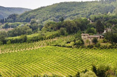 Val d'Orcia grupta