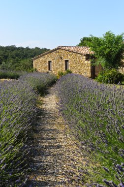 Farm in Val d'Orcia (Tuscany) clipart