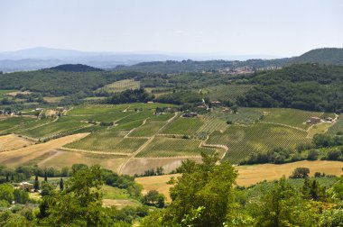 Val d'Orcia üzüm bağları