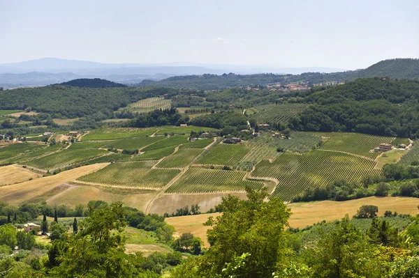 Vineyards in Val d'Orcia — Stock Photo, Image