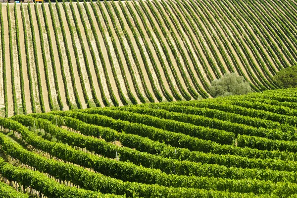 Wijngaard in Val d'Orcia — Stockfoto