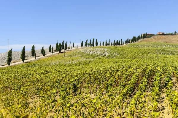 Val d'Orcia (Toskonya grupta)