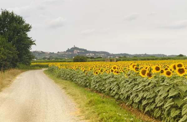 San Miniato (Tuscany) and sunflowers — Stock Photo, Image