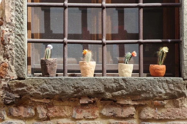 Certaldo (Florence), potted plants — Stock Photo, Image