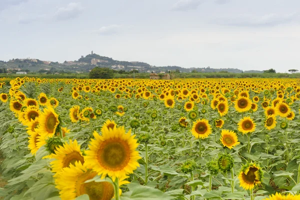San Miniato (PI) (regio Toscane) en zonnebloemen — Stockfoto