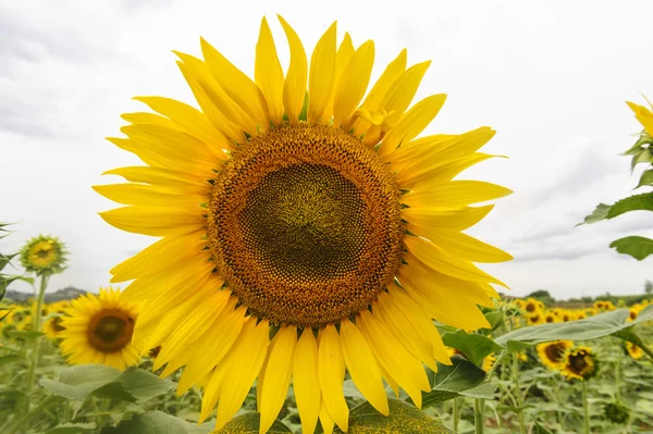 टस्कॅनी मध्ये सूर्यफूल — स्टॉक फोटो, इमेज