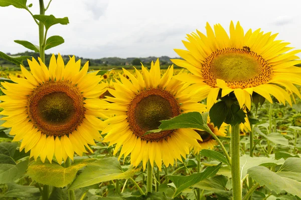 टस्कॅनी मध्ये सूर्यफूल — स्टॉक फोटो, इमेज