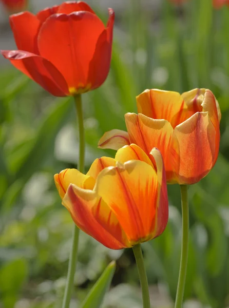 stock image Tulips