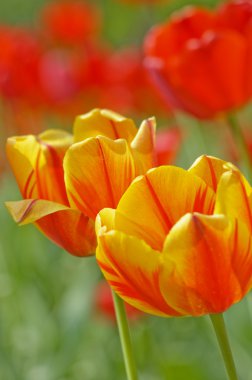 Flowering tulips clipart
