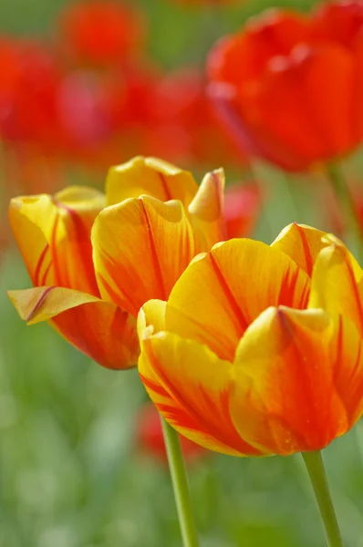 stock image Flowering tulips