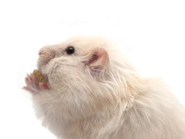 Hamster äter mutter — Stockfoto