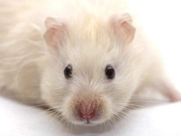 Portret van de hamster Rechtenvrije Stockafbeeldingen