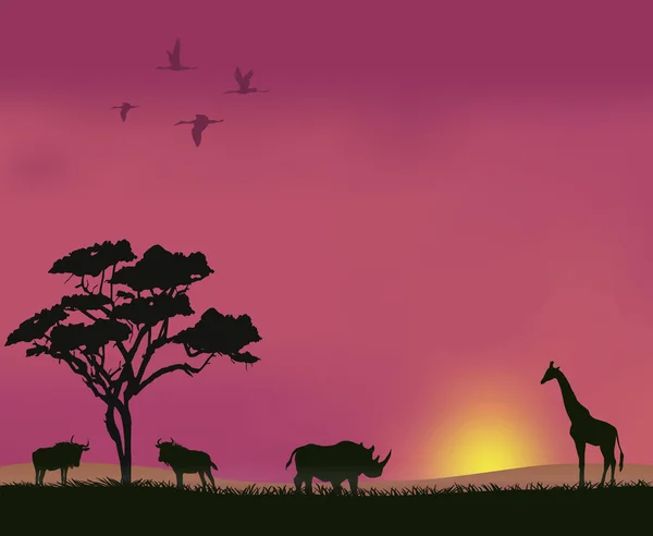Sunset in the savannah — Stock Vector
