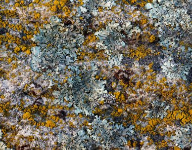 Mosses and lichens clipart